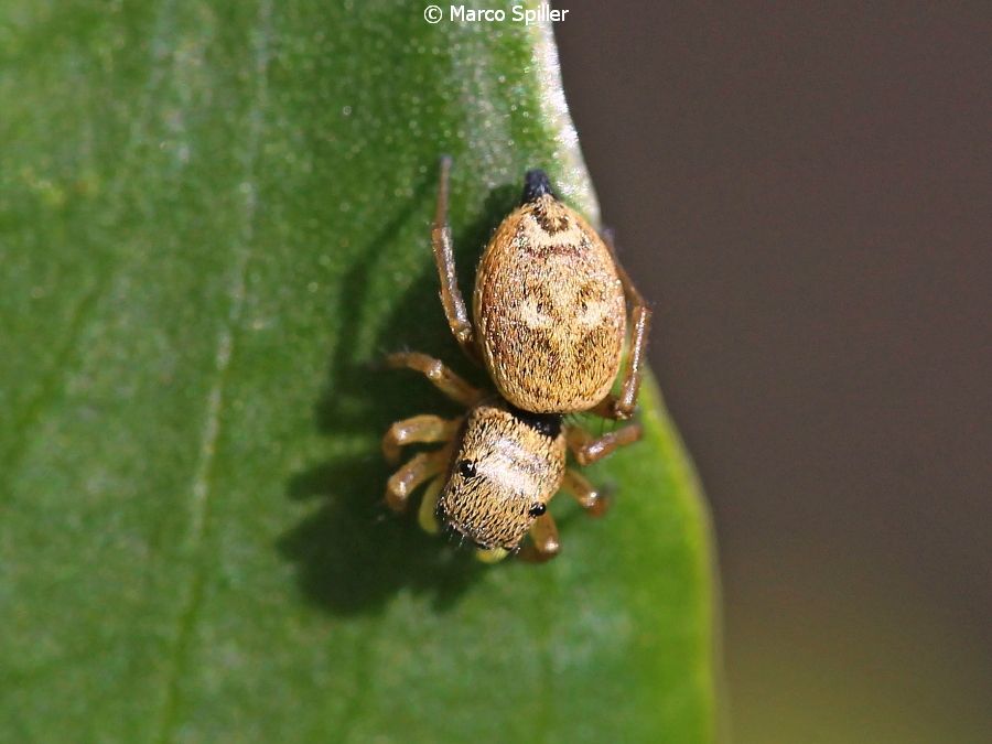 Salticidae:  Heliophanus tribulosus, femmina  - Vicenza nord